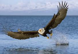 bald eagle images