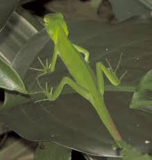 green lizard pictures