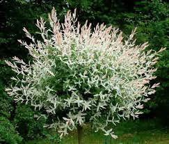 dappled willow tree