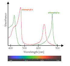 light absorption