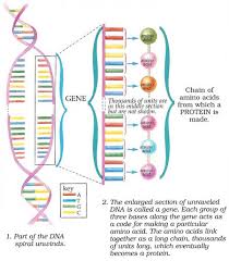 dna code