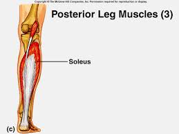 I: calcaneal tendon, soleus