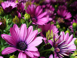 mayflowers