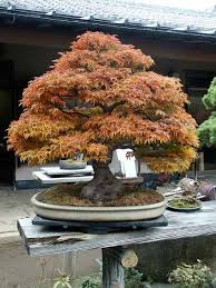 omiya bonsai village