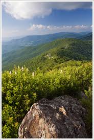 stonyman