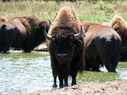 american bison