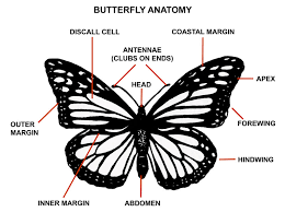 butterflies habitat