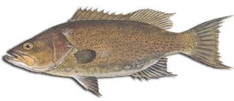 Image result for Mycteroperca phenax