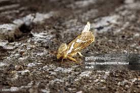 Attēlu rezultāti vaicājumam “Hepialus humuli”