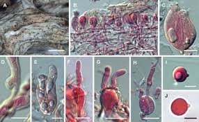 Attēlu rezultāti vaicājumam “Tremella ramalinae”
