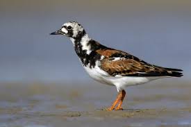 Attēlu rezultāti vaicājumam “Arenaria interpres adult”