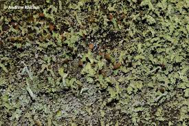 Attēlu rezultāti vaicājumam “Cladonia parasitica”