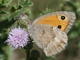 Attēlu rezultāti vaicājumam “Hyponephele lycaon”