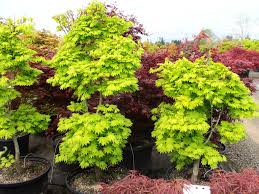 Attēlu rezultāti vaicājumam “Craterium aureum”