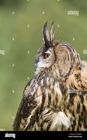 Attēlu rezultāti vaicājumam “Bubo bubo adult”