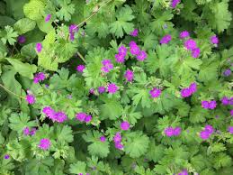 Attēlu rezultāti vaicājumam “Geranium pyrenaicum flower”