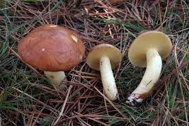 Attēlu rezultāti vaicājumam “Suillus granulatus”