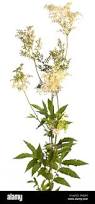 Image result for Filipendula ulmaria