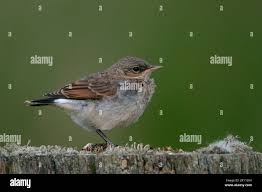 Attēlu rezultāti vaicājumam “Oenanthe oenanthe juvenile”