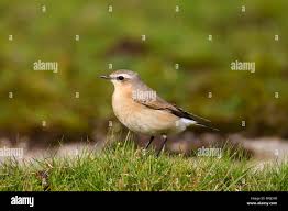 Attēlu rezultāti vaicājumam “Oenanthe oenanthe female”