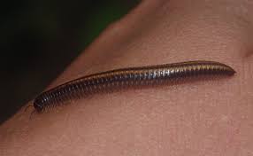 Attēlu rezultāti vaicājumam “Ommatoiulus sabulosus aimatopodus”