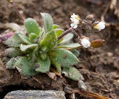 Attēlu rezultāti vaicājumam “Erophila verna”