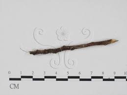 Attēlu rezultāti vaicājumam “Didymium minus”