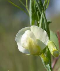 Attēlu rezultāti vaicājumam “Lathyrus sylvestris bud”