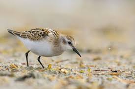 Attēlu rezultāti vaicājumam “Calidris minuta”