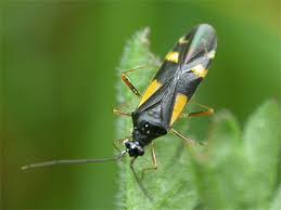 Attēlu rezultāti vaicājumam “Dryophilocoris flavoquadrimaculatus”