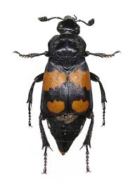 Attēlu rezultāti vaicājumam “Nicrophorus vespillo”