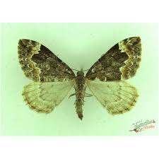 Attēlu rezultāti vaicājumam “Dysstroma truncata”