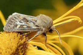 Attēlu rezultāti vaicājumam “Cerapteryx graminis”