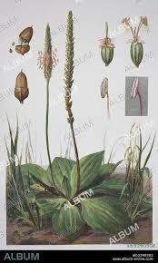 Attēlu rezultāti vaicājumam “Plantago media”