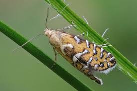 Attēlu rezultāti vaicājumam “Glyphipterigidae”