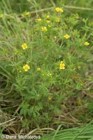 Attēlu rezultāti vaicājumam “Potentilla erecta”