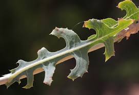Attēlu rezultāti vaicājumam “Lactuca serriola”