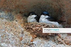 Attēlu rezultāti vaicājumam “Delichon urbicum nest”