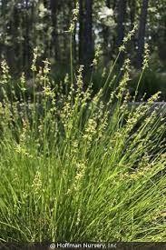 Attēlu rezultāti vaicājumam “Carex panicea flower”