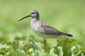 Image result for Calidris himantopus
