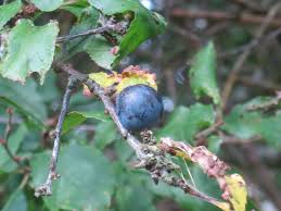 Attēlu rezultāti vaicājumam “Prunus spinosa fruit”