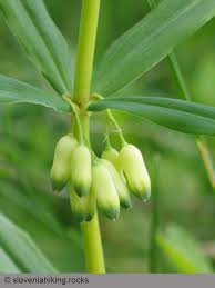 Attēlu rezultāti vaicājumam “Polygonatum verticillatum bud”