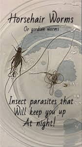 Attēlu rezultāti vaicājumam “Nematomorpha”