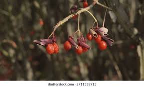 Attēlu rezultāti vaicājumam “Euonymus fruit”