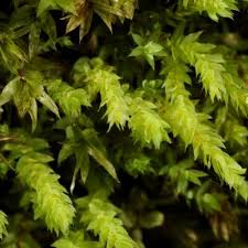 Attēlu rezultāti vaicājumam “Pohlia elongata”