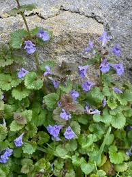 Image result for Glechoma hederacea