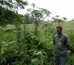 Attēlu rezultāti vaicājumam “Heracleum sosnowskyi fruit”