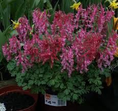 Attēlu rezultāti vaicājumam “Corydalis solida”