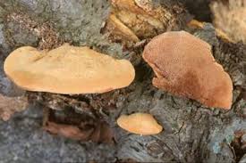 Attēlu rezultāti vaicājumam “Hapalopilus nidulans”