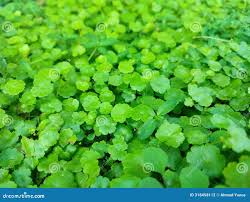 Attēlu rezultāti vaicājumam “Hydrocotyle vulgaris”